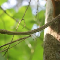 Mucuna pruriens var. pruriens (L.) DC.